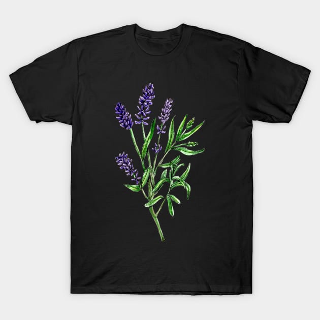 Real lavender, Lavandula angustifolia T-Shirt by voidea